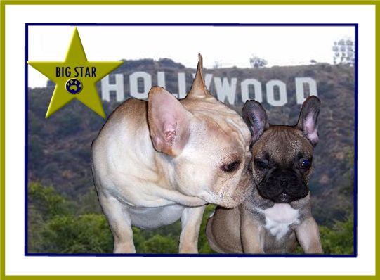 Bigstar best sale french bulldogs