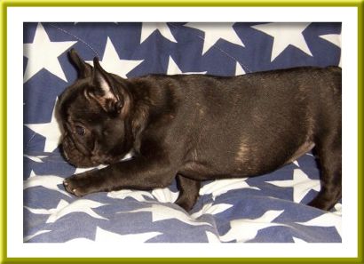 Bigstar sales french bulldogs